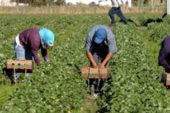 Taranto: rinnovato il contratto provinciale di lavoro per gli operai agricoli