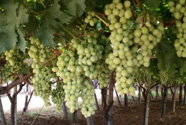 Cia Puglia e LACO contro le multinazionali dell’uva da tavola senza semi